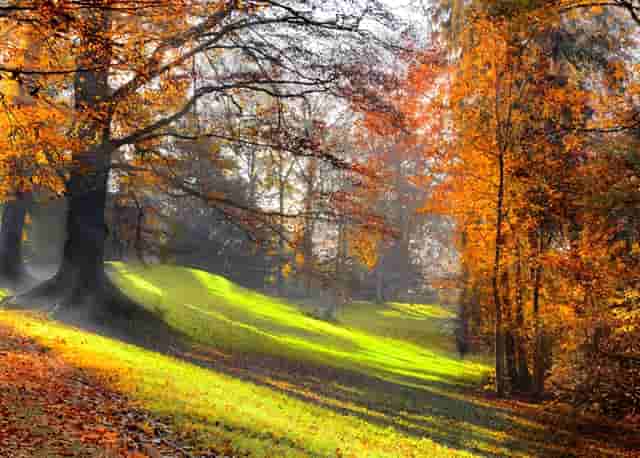 美食视频大全q弹