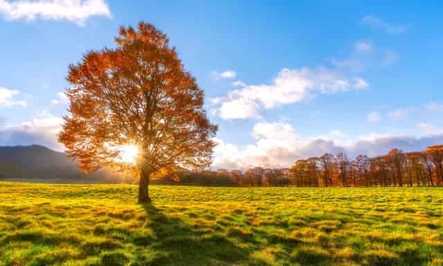 艺术生提前批是本科吗